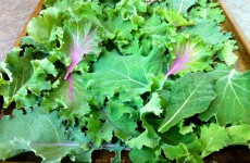 IMG_9065 IMG_9065