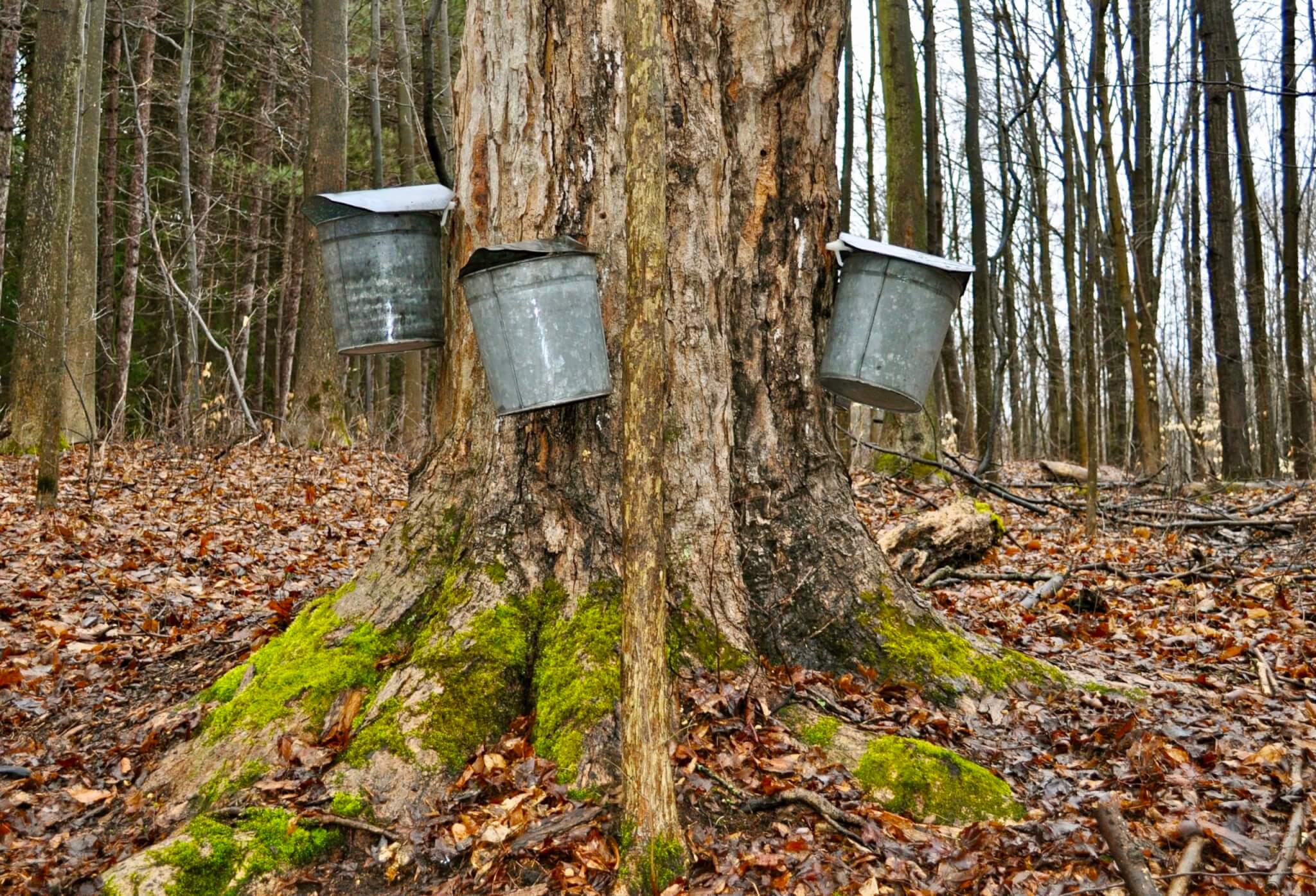 Early every spring, on a family farm in Lander, Pennsylvania, friends of ours engage in the annual tradition of “sugaring.” The labor of love requires hand-drilling their Maple trees, removing hundreds of gallons of sap, boiling it down, to be rewarded with a sweet, sticky condiment that goes far beyond pancakes.