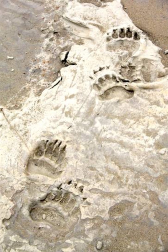 grizzly prints