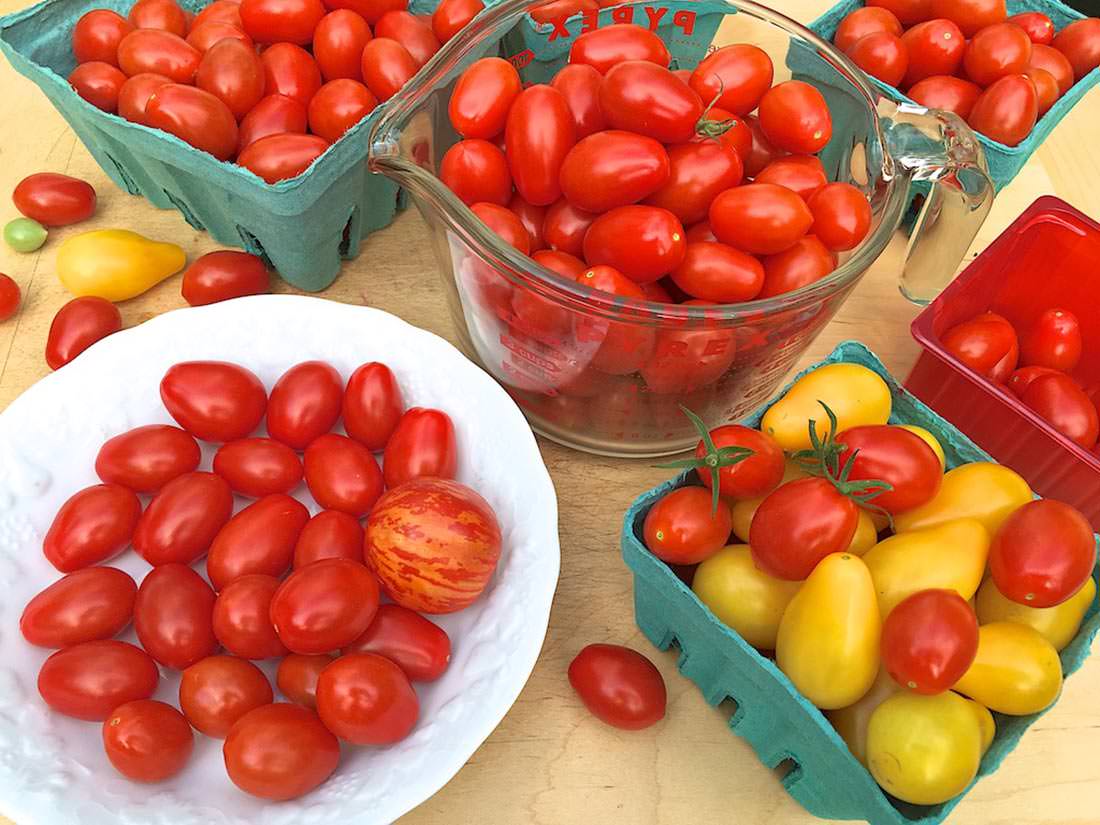freshly picked tomatoes
