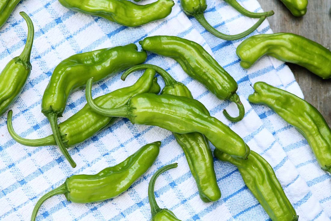 Grilled Shishito Peppers
