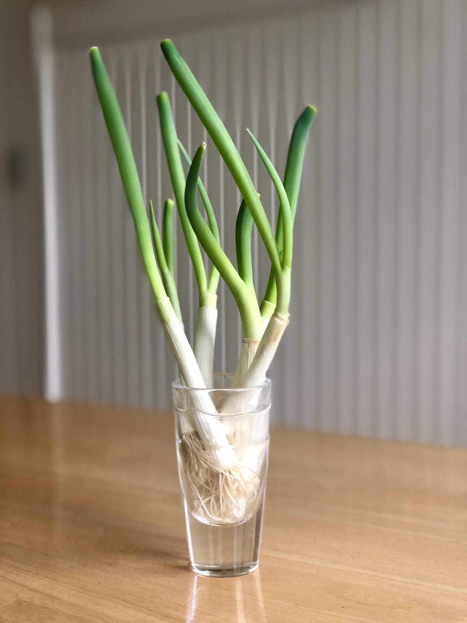 How to regrow scallions