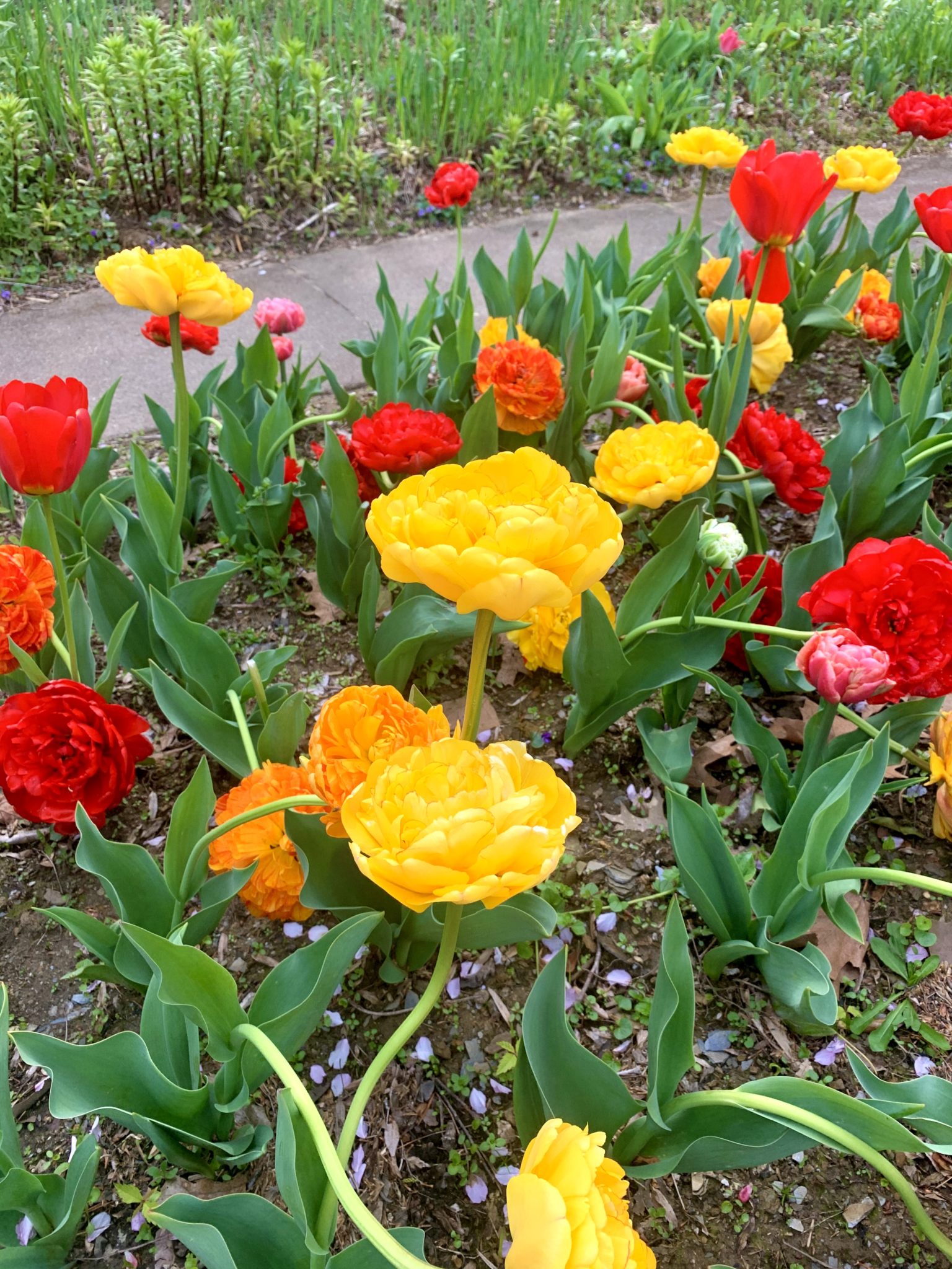 May Flowers