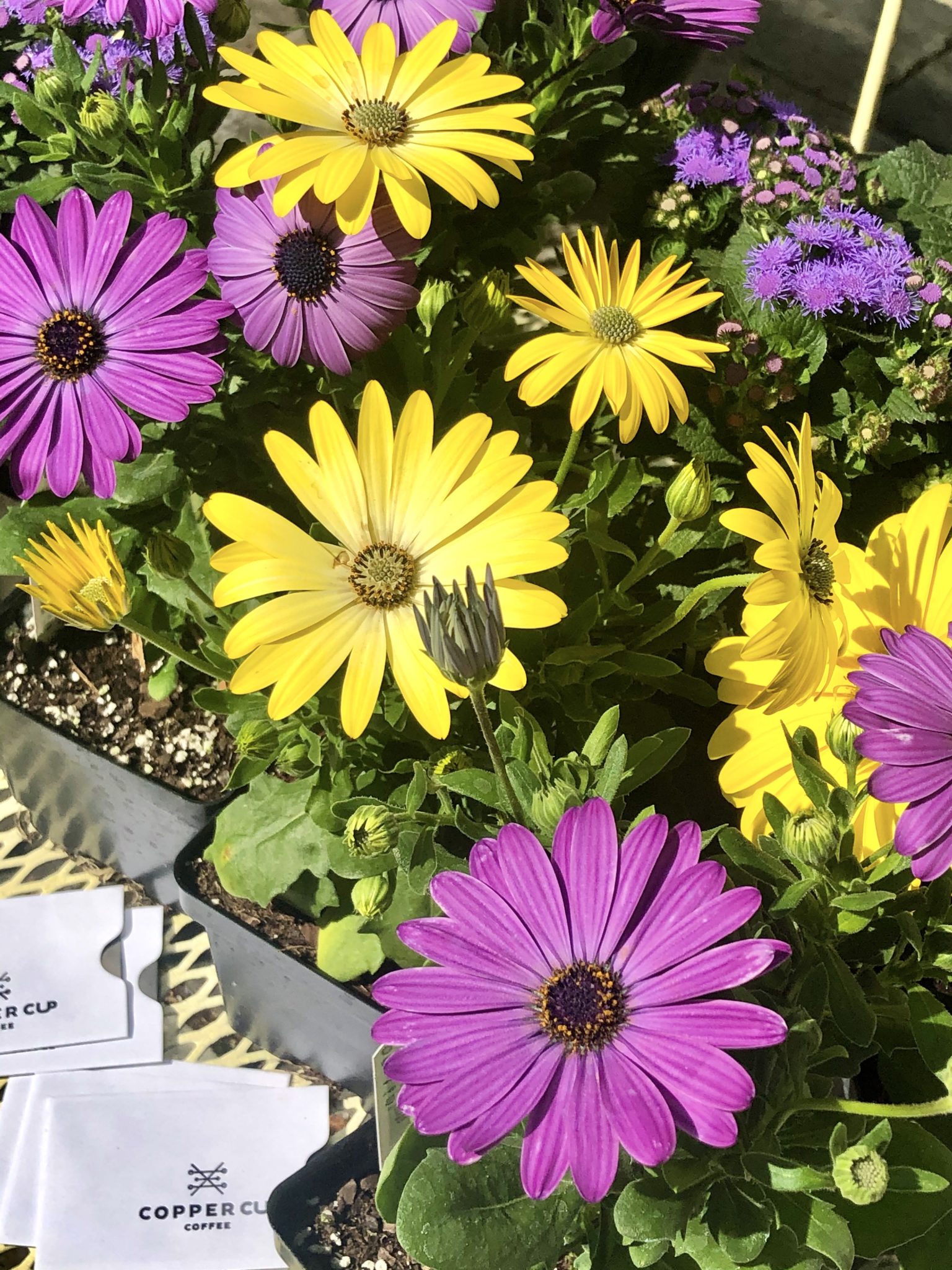 Annuals
