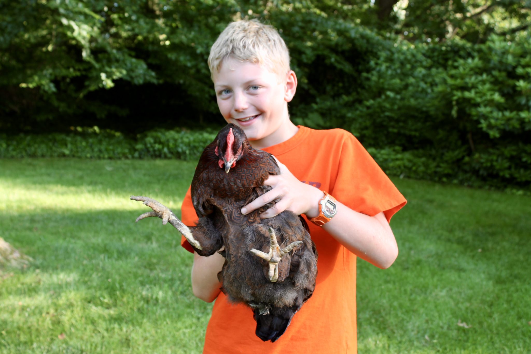 Backyard Chickens