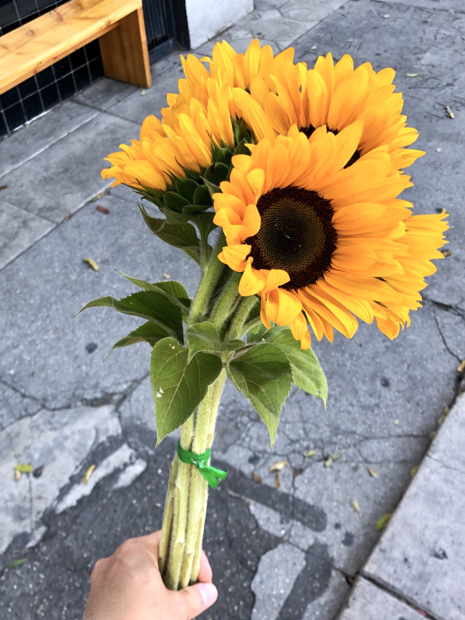 Sunflowers
