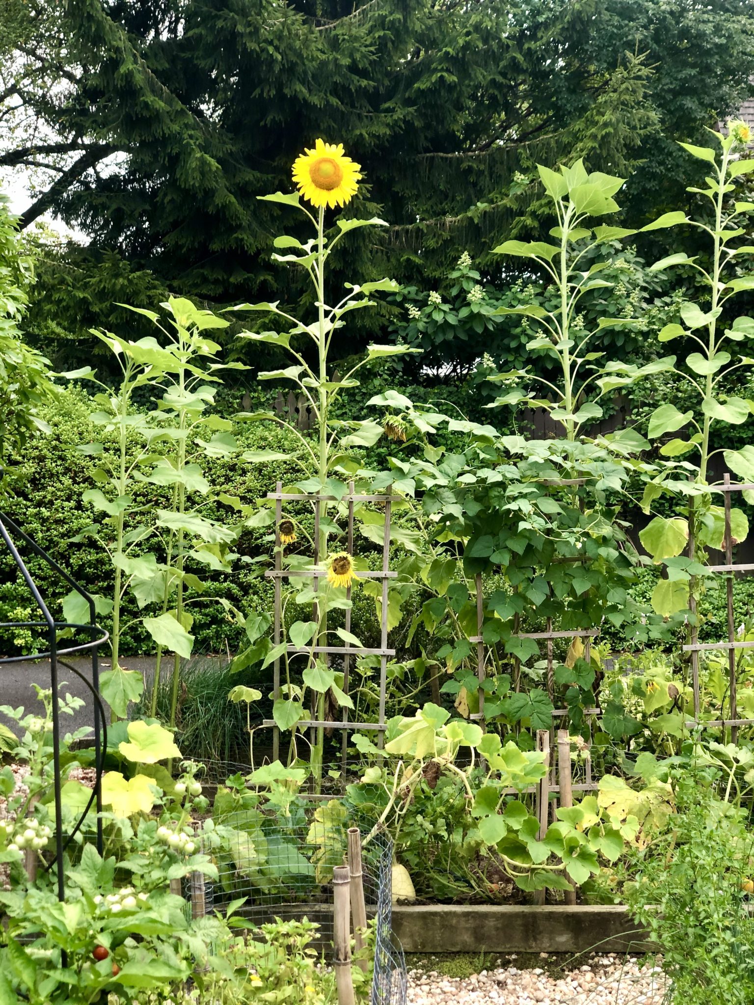 Sunflowers