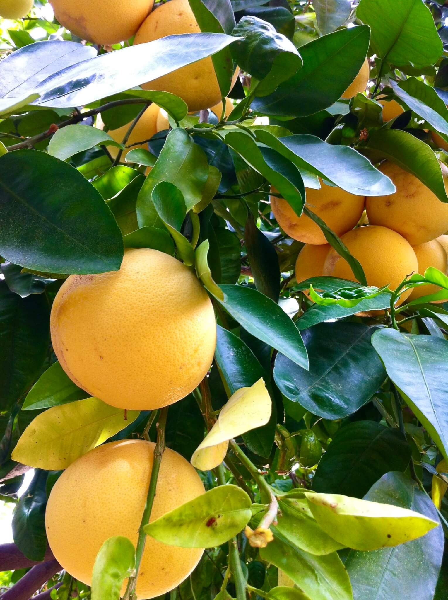 grapefruit tree