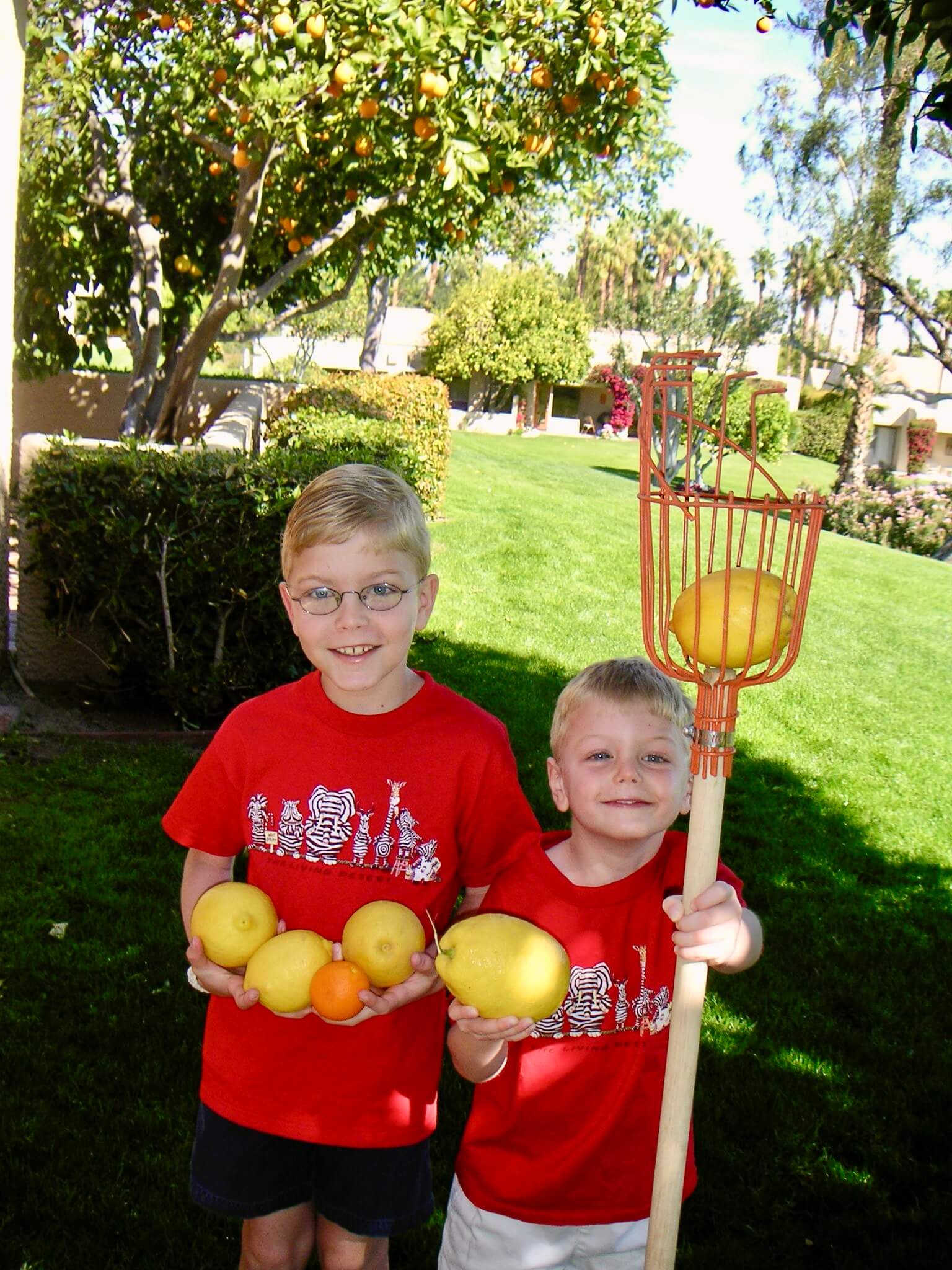 grapefruit picking 2007