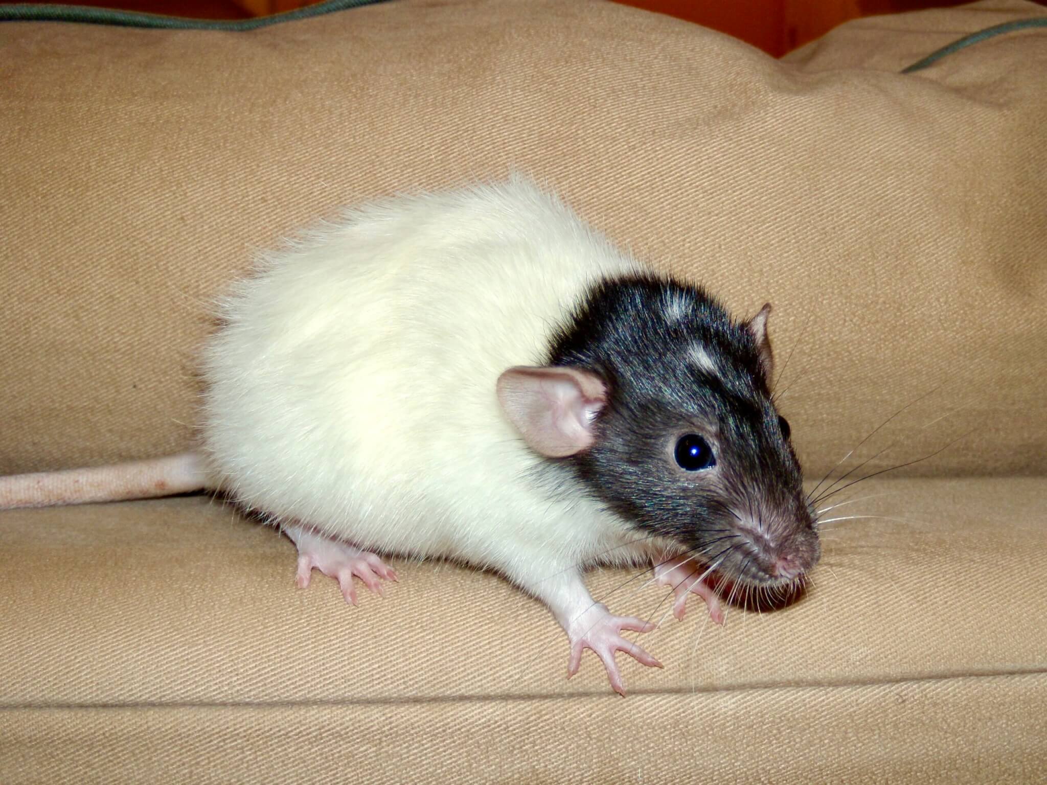 Macy the friendly rat
