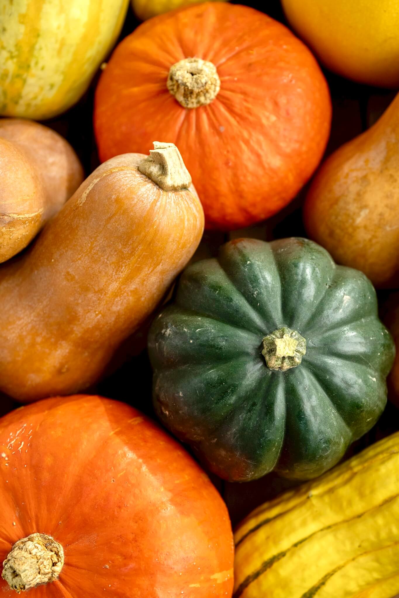 nutrition squash close-up vertical