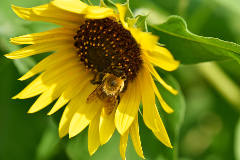 Sunflower Plant App